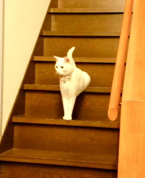 망한 고양이 사진 대회