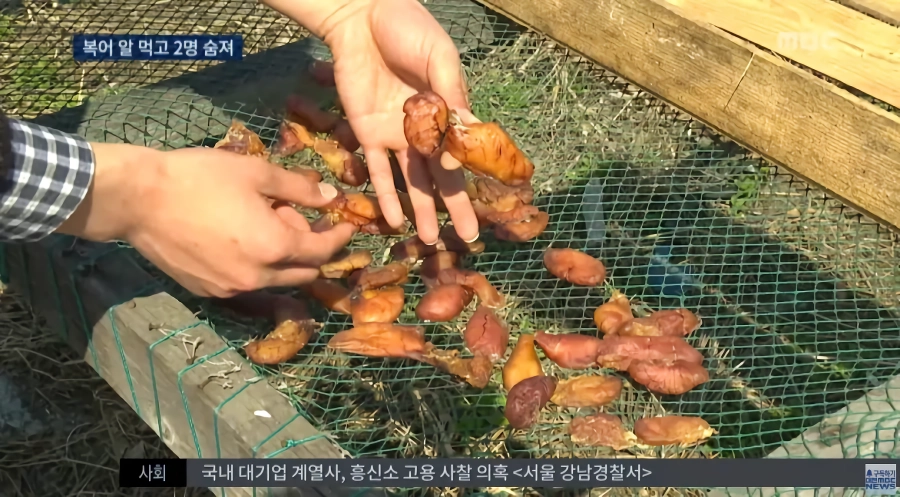말린 복어알 훔쳐먹기