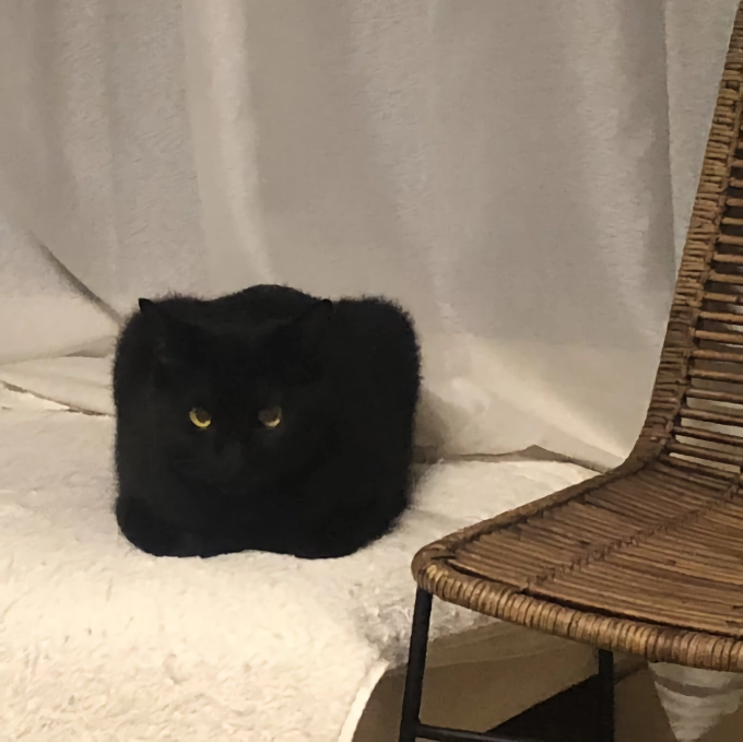 망한 고양이 사진 대회
