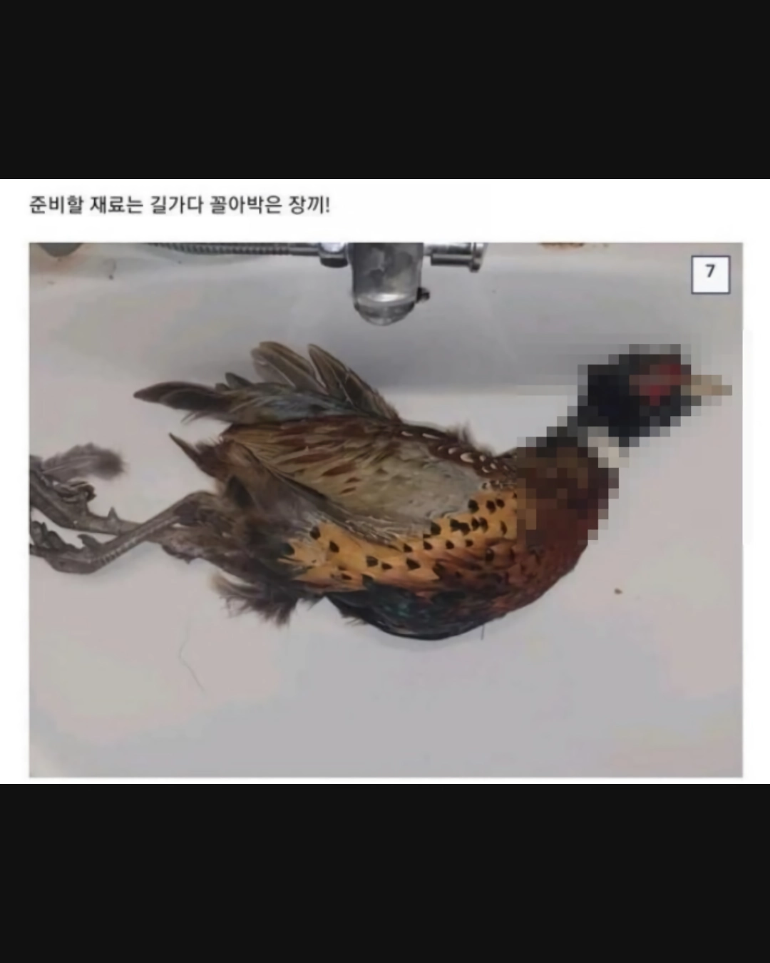 모자이크주의)로드킬 당한 꿩