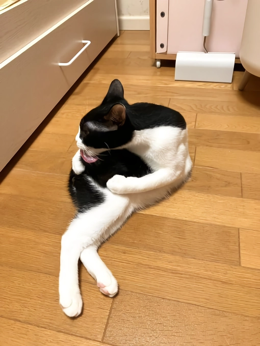 망한 고양이 사진 대회
