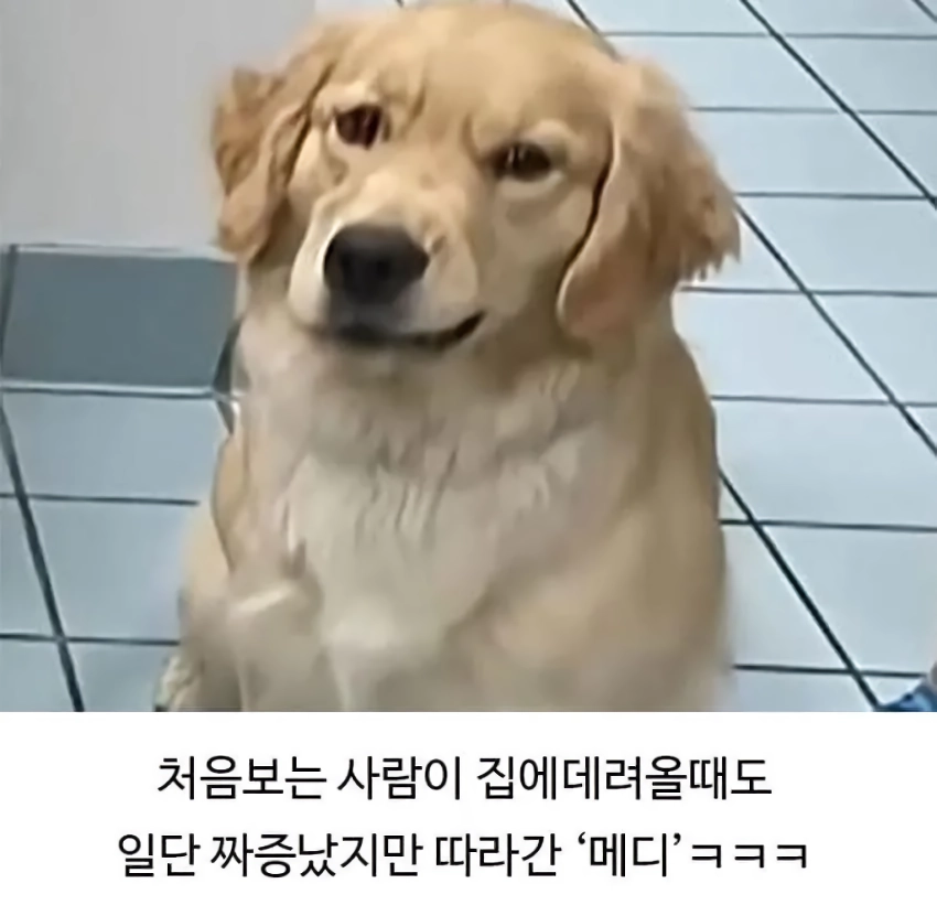 미용실 다녀온 후 예민해진 찹츄