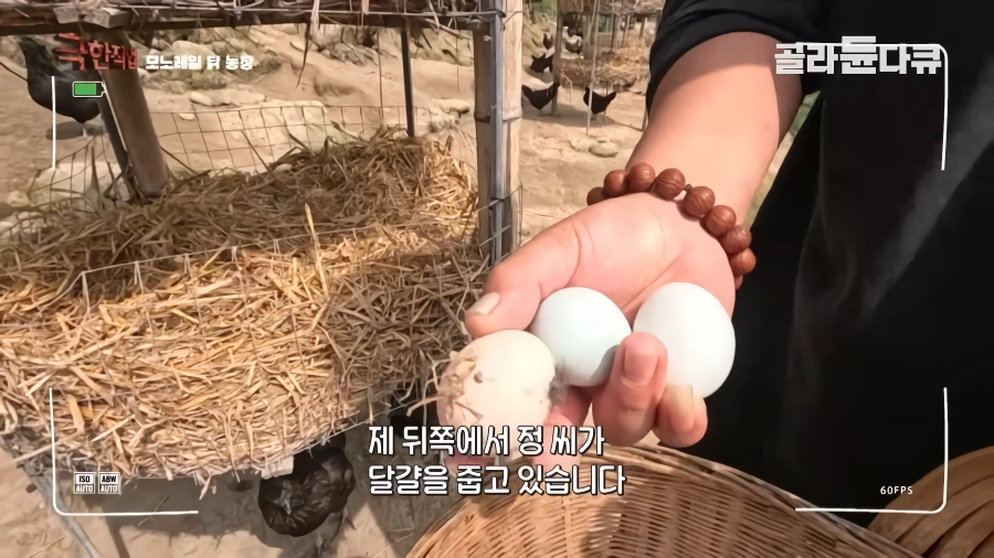 완전 동물복지 중국 닭 사육장