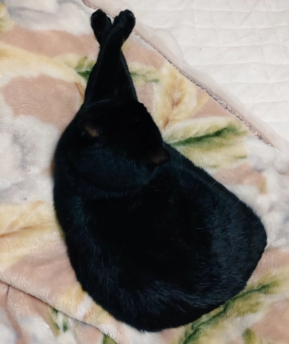 망한 고양이 사진 대회