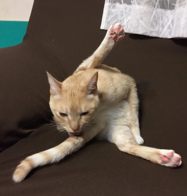 망한 고양이 사진 대회