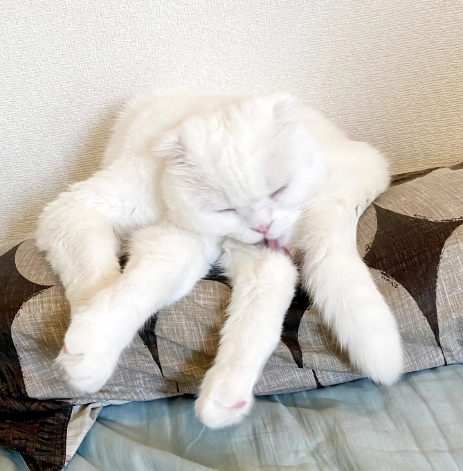 망한 고양이 사진 대회