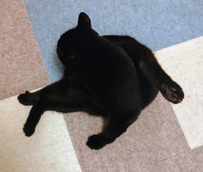 망한 고양이 사진 대회