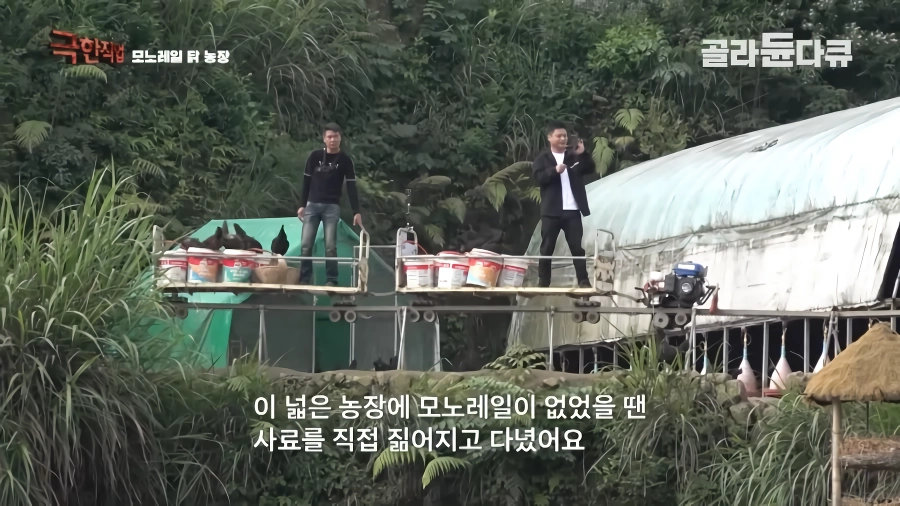 완전 동물복지 중국 닭 사육장