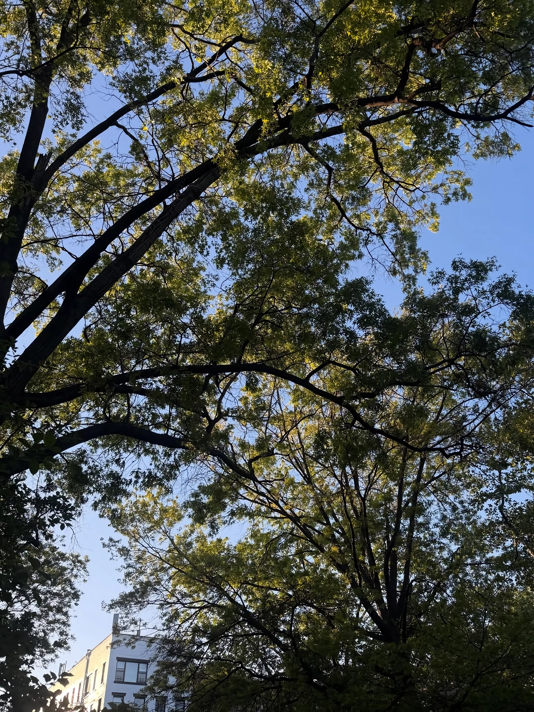 에스파 윈터,닝닝