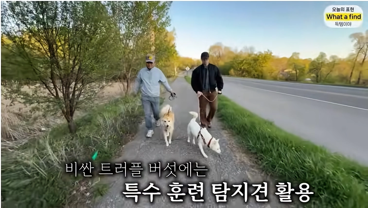 올리버샘네 진도개들 근황 jpg