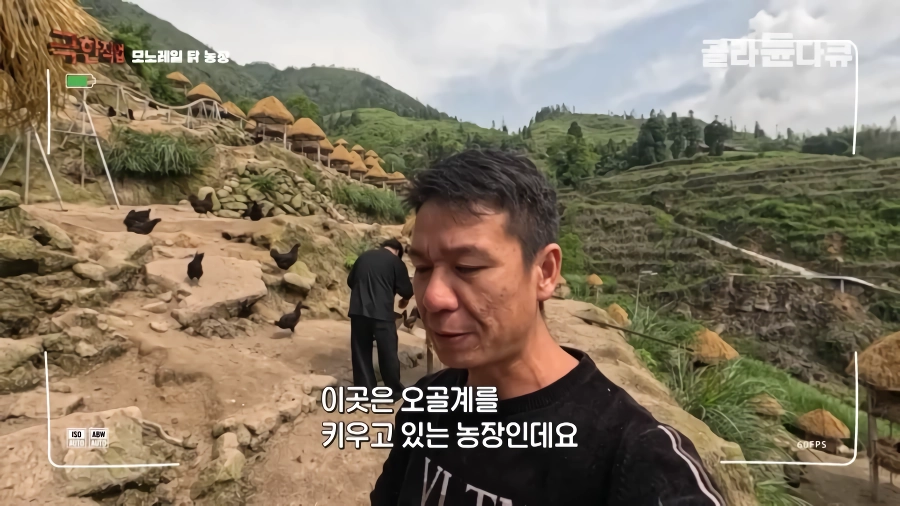 완전 동물복지 중국 닭 사육장
