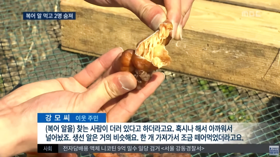 말린 복어알 훔쳐먹기