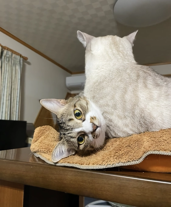 망한 고양이 사진 대회
