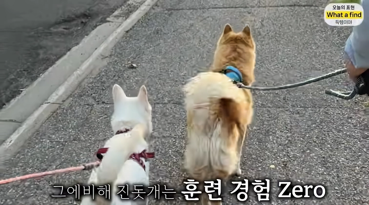 올리버샘네 진도개들 근황 jpg