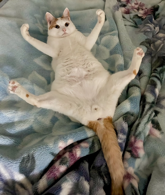 망한 고양이 사진 대회