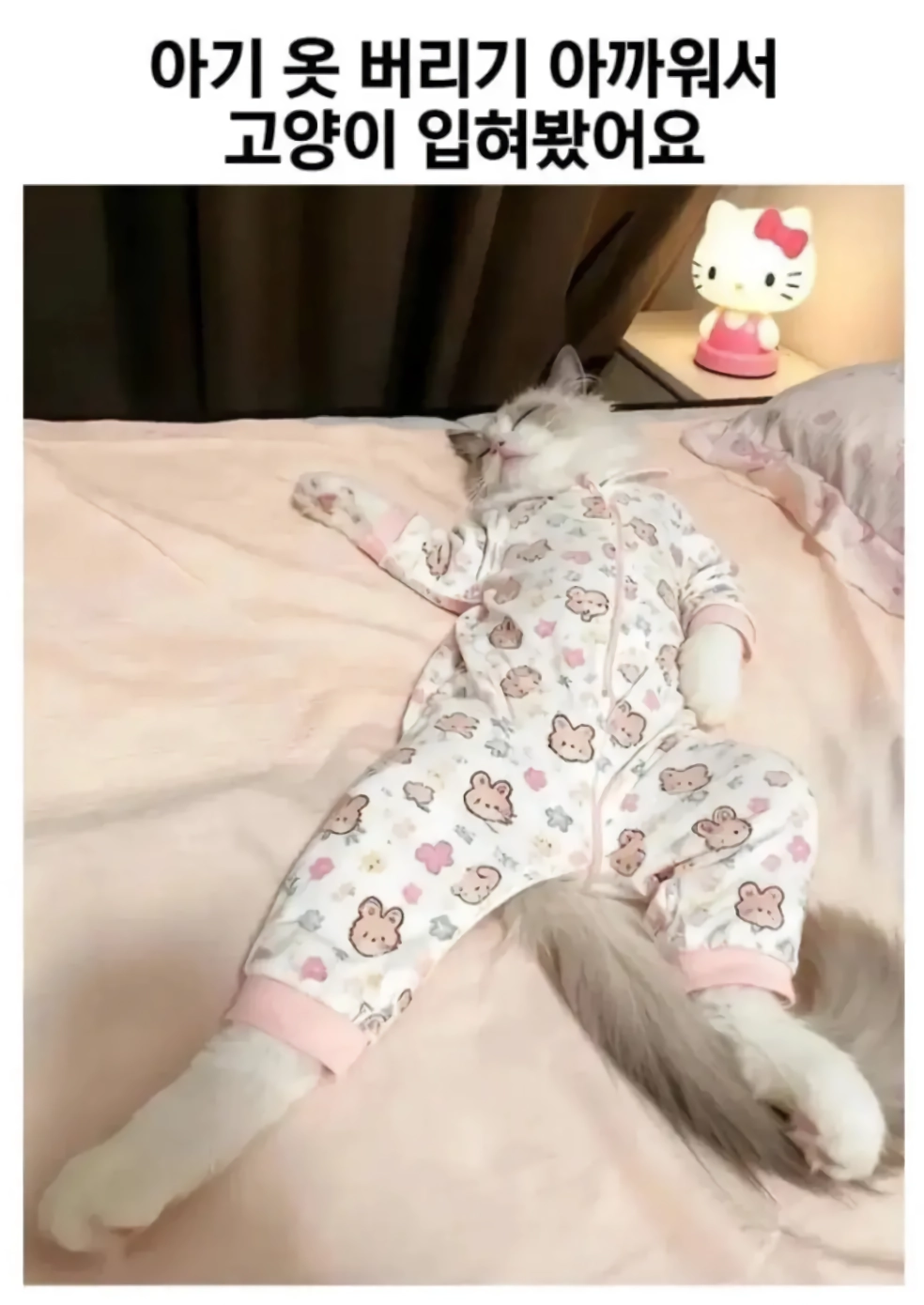 아기 옷 버리기 아까워서 고양이 입혀봤어요.jpg