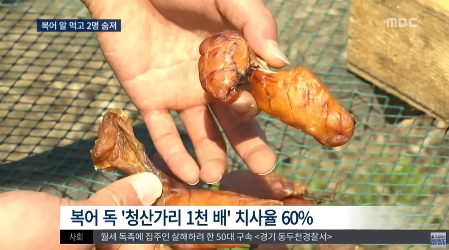 말린 복어알 훔쳐먹기