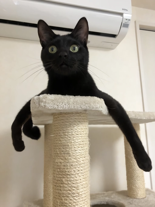망한 고양이 사진 대회