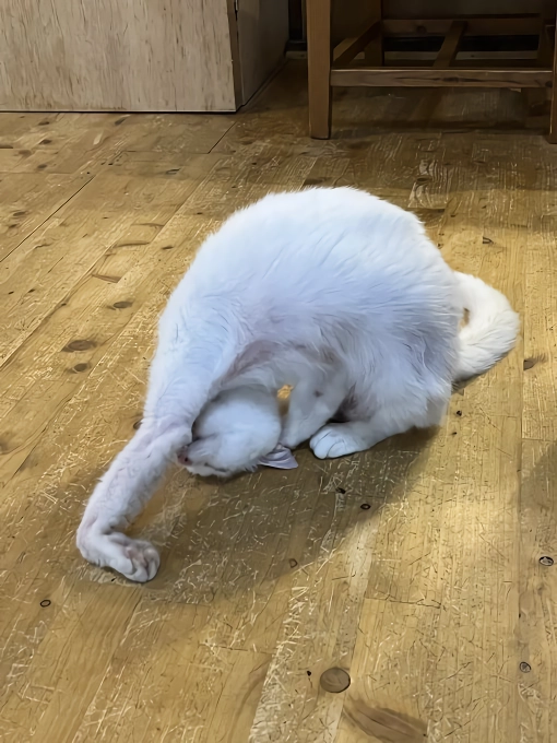 망한 고양이 사진 대회