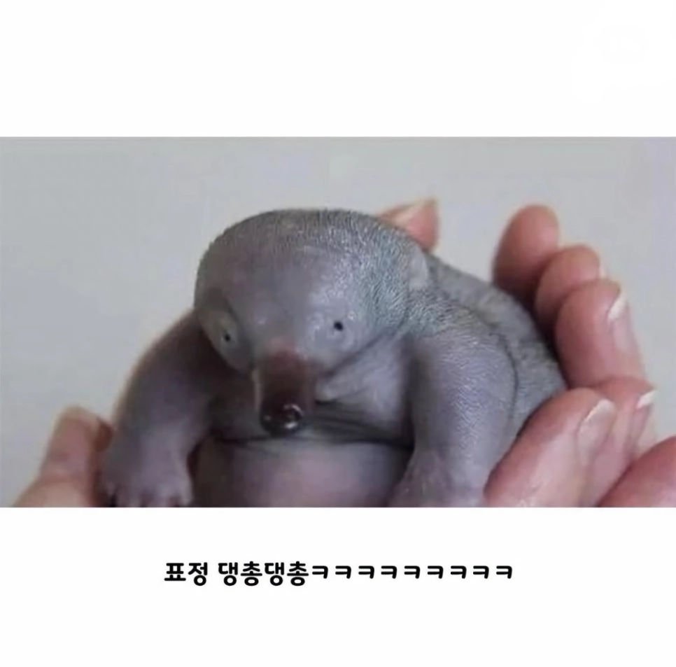 오리너구리 새끼 때 모습