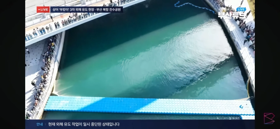 부산 상어 부캉이 실시간 근황 ㄷㄷㄷㄷㄷ
