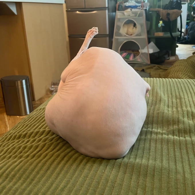 망한 고양이 사진 대회