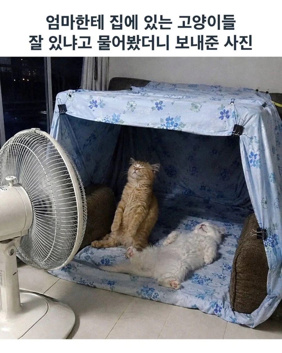 엄마한테 집에 있는 고양이들 잘 있냐고 물어봤더니 보내준 사진.jpg