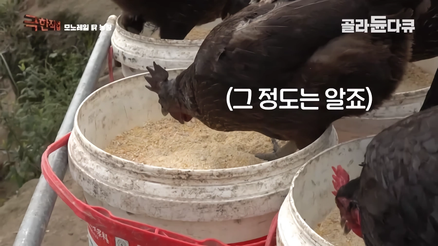 완전 동물복지 중국 닭 사육장