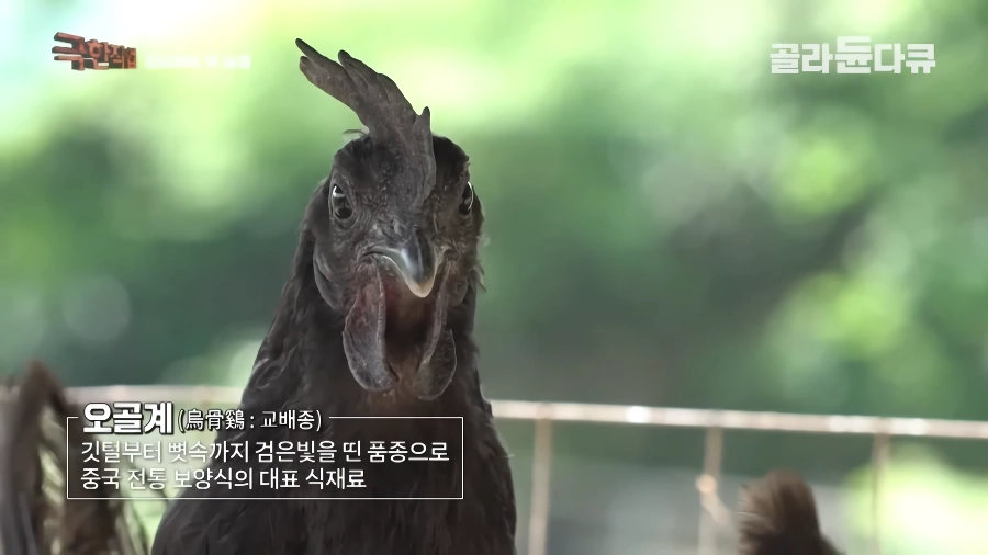 완전 동물복지 중국 닭 사육장