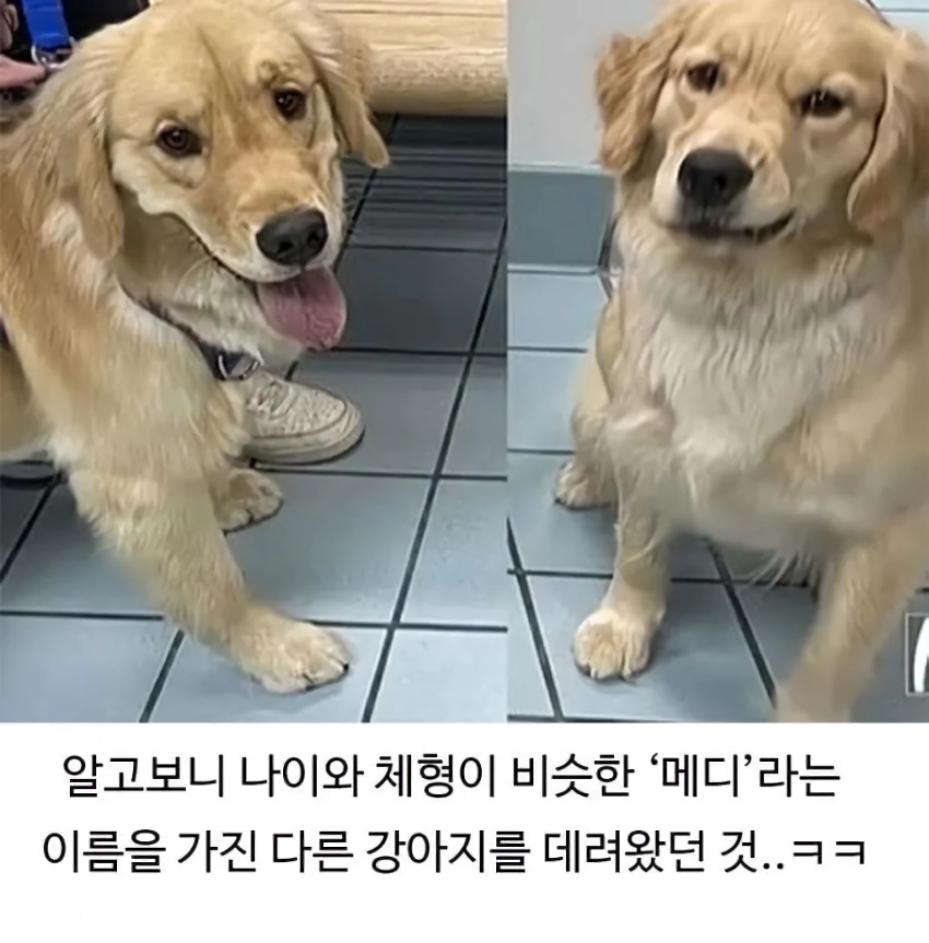 미용실 다녀온 후 예민해진 찹츄