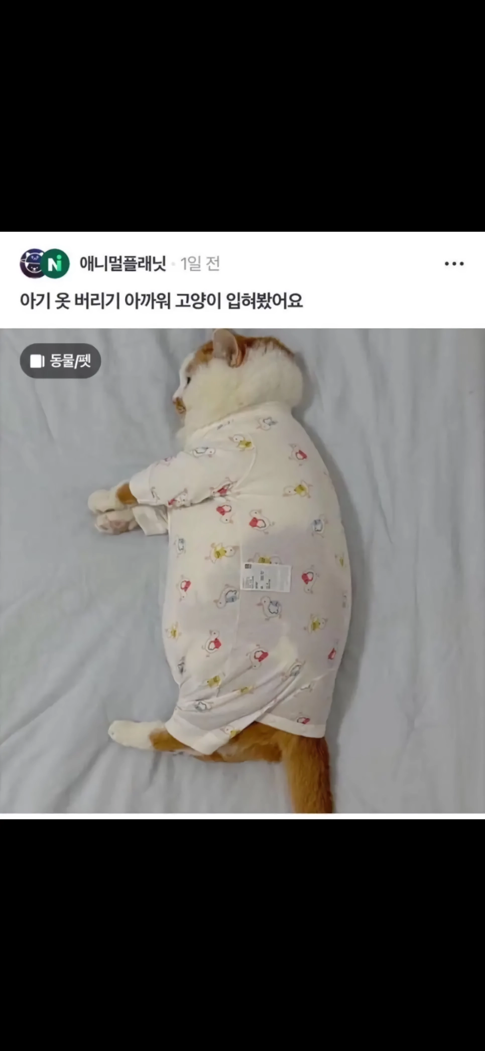 아기 옷 버리기 아까워서 고양이 입혀봤어요.jpg
