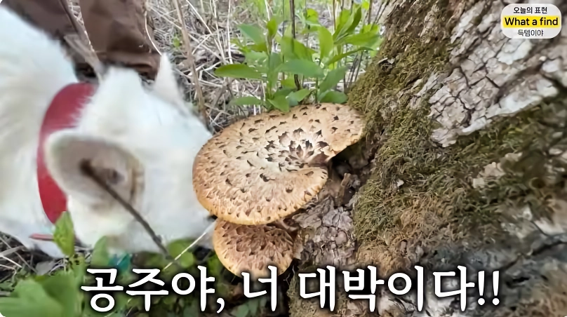 올리버샘네 진도개들 근황 jpg