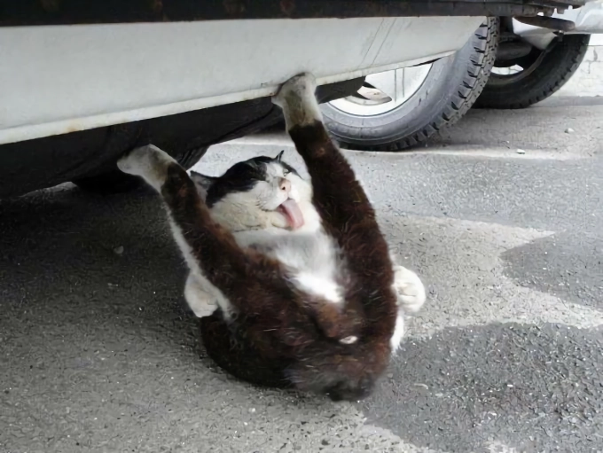 망한 고양이 사진 대회