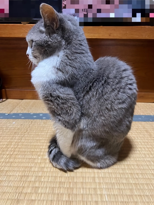 망한 고양이 사진 대회