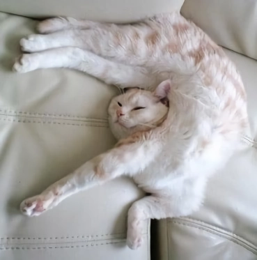 망한 고양이 사진 대회
