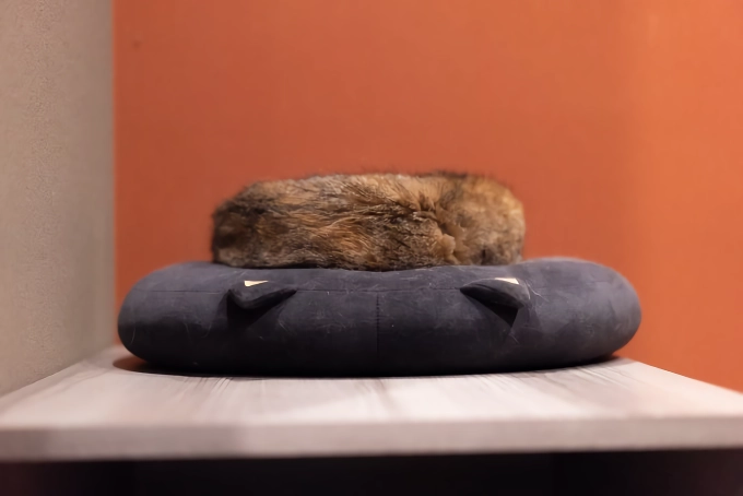 망한 고양이 사진 대회