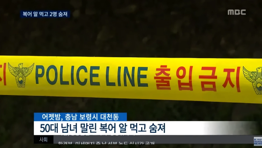 말린 복어알 훔쳐먹기