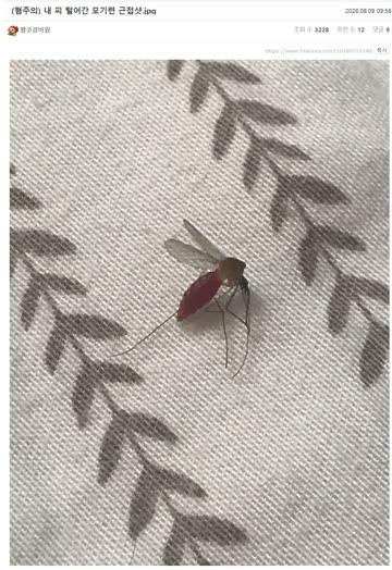 총각이 자는 사이 배가 빵빵해질때까지 착정한 유부녀.JPG