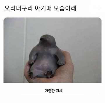 오리너구리 새끼 때 모습