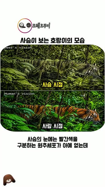 (SOUND)ㅇㅎ) 호랑이의 줄무늬 효과