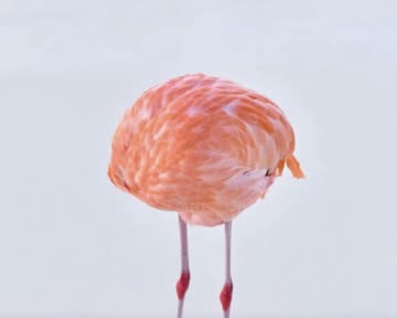 (SOUND)ㅎㅂ] 플라밍고가 분홍색인 이유.