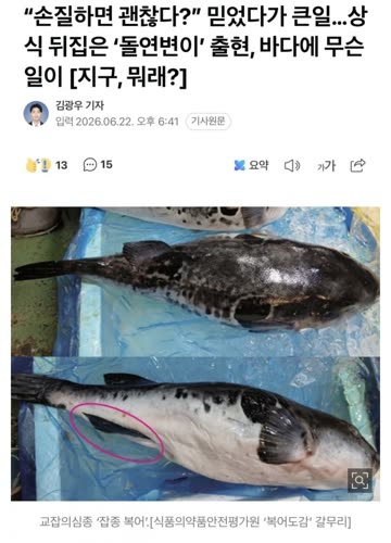 독 위치를 모르는 변종 복어 대량 출현.jpg